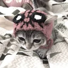 Котики милые создания, побудь котиком, и посмотрим, получиться ли у тебя?