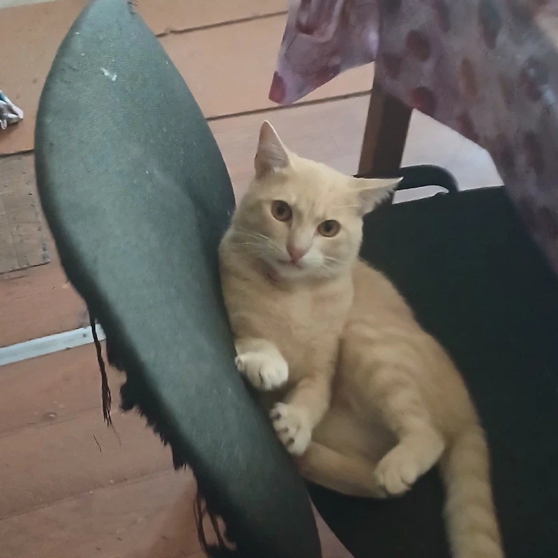 Вот вам фотка нашего кота! Вот вам фотка нашего кота!