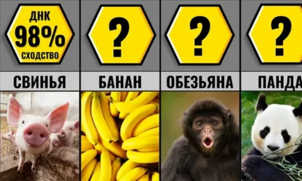 тест маленький,но я его буду дополнять