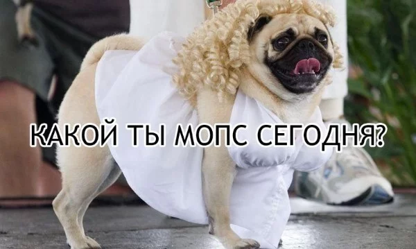 Вы че думали, я с вами шутки шутить буду? Иду за победой! Какой ты мопс именного сегодня?