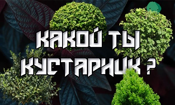 Если вы когда-нибудь хотели узнать, к какому виду кустарника вы принадлежите, то у вас есть очень хороший момент, чтобы это выяснить ! Добро пожаловать в мой тест !
