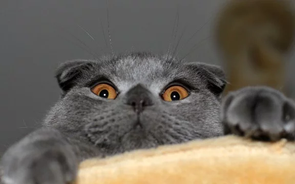 Все любят котиков! Кто не любит - бан. Они милые, пушистые и.... Смешные! Выберите смешнейшего котика-британца! Удачи и погнали)