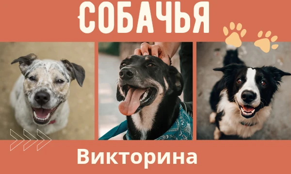 Погрузитесь в мир четвероногих друзей, ответьте на интересные и увлекательные вопросы, узнайте больше о своих любимцах и развейте свои знания о собачьих характерах и особенностях. 