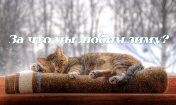 Ламповый зимний турнир с 32 вариантами. Давайте вместе выберем за что можно полюбить это волшебное время года 