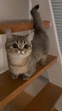 Пород кошек на свете много, но какая для вас покажется самой милой 😻?