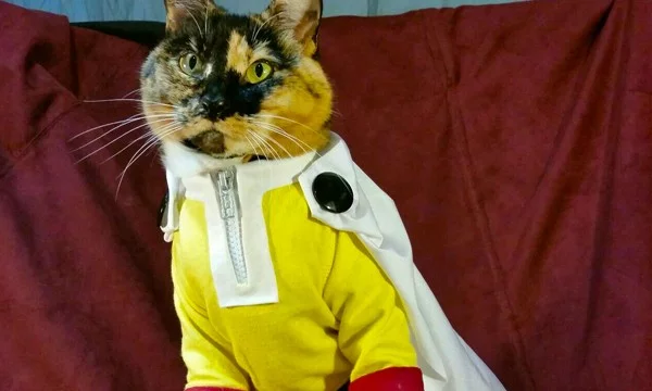 Косплейные кошки врываются на Пикуко!