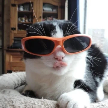 Котики котики... Ещё раз котики...? Выбирать будет трудно. здесь не будет мемных котов если найдёте... Скажите мне😼