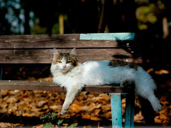 Кот лежит на скамейке. И чо?