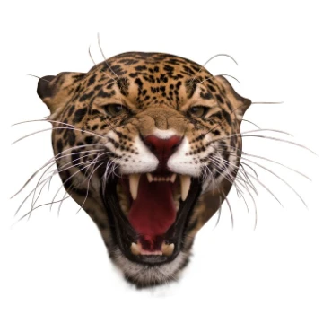 🐅