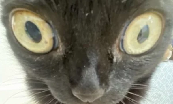 Мяу мяу мяу мяяяяяу
Мяу мяу мяу мяяяяяу мяяяяяяуууу
Мяяяу мяу мяу мяууууу 
Мяу мяу мяу мяу мяу мяу мяу?