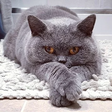 Все любят котиков! Кто не любит - бан. Они милые, пушистые и.... Смешные! Выберите смешнейшего котика-британца! Удачи и погнали)