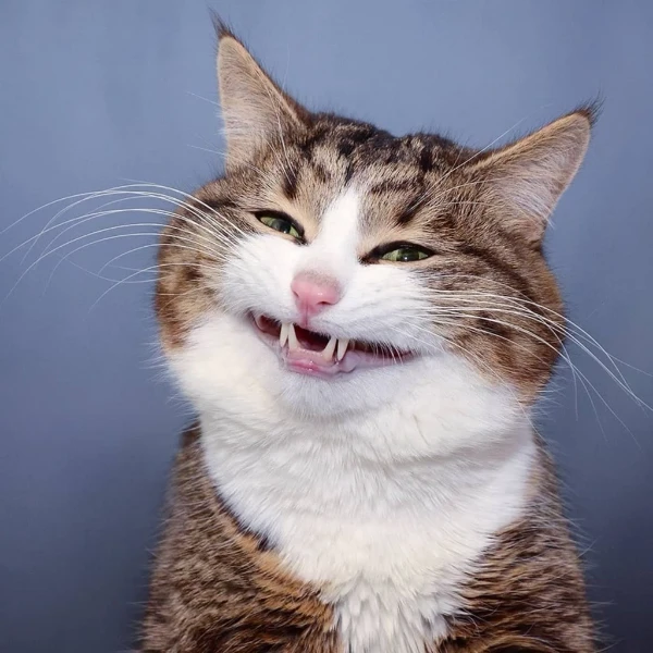 Пройди тест и создай лучшую шутку. Take the test and create the best joke. परकष द और सरवततम चटकल बनए। 