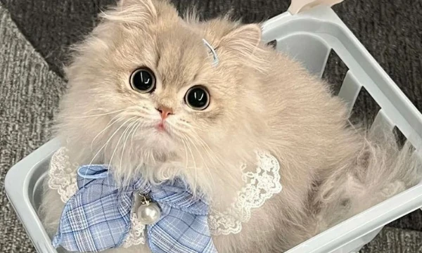 конечно все котята милые,постарайся сделать этот не лёгкий выбор. Желаю вам не умереть от перебора милоты  