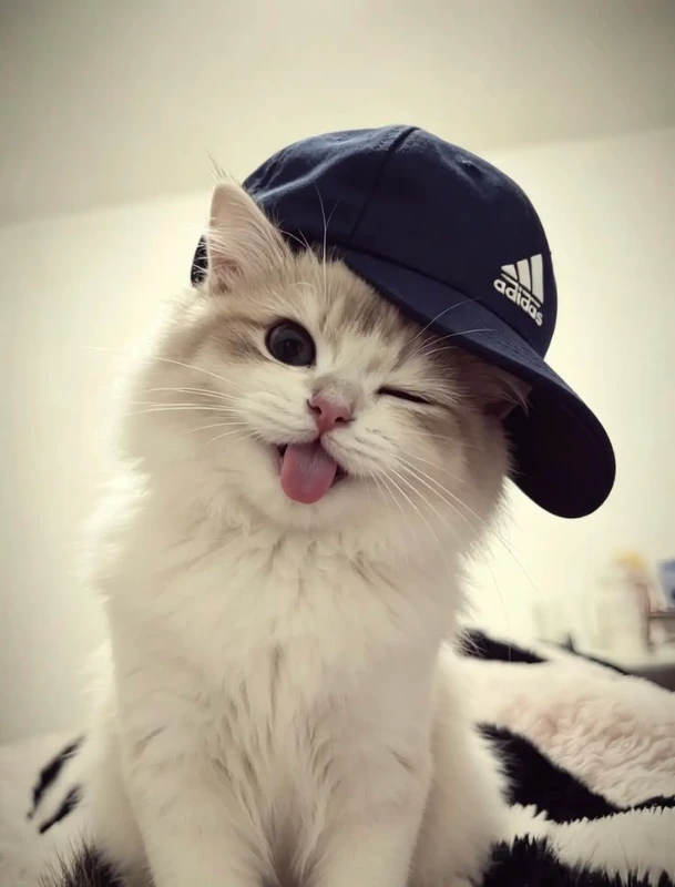 И, в целом, люблю кошачьих, особенно кошек, рысей, снежных барсов и ягуаров. Ну, а на картинке просто котек, возможно, нейросетный И, в целом, люблю кошачьих, особенно кошек, рысей, снежных барсов и ягуаров. Ну, а на картинке просто котек, возможно, нейросетный