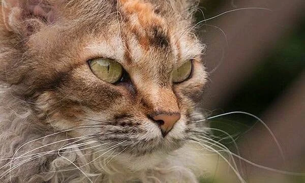Есть самые разные породы котов и кошек... Некоторые очень редкие и древние, некоторые пушистые и длинношёрстные...