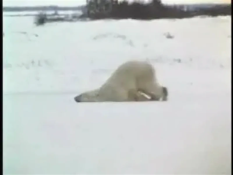 Медведь Медведь