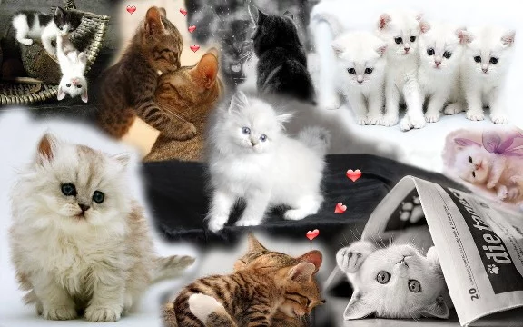 много котов ы