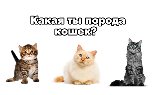 В этом тесте ты узнаешь какая ты порода кошки. Меня попросили сделать тест про кошек, поскольку про собак уже был. Приятного прохождения!!!