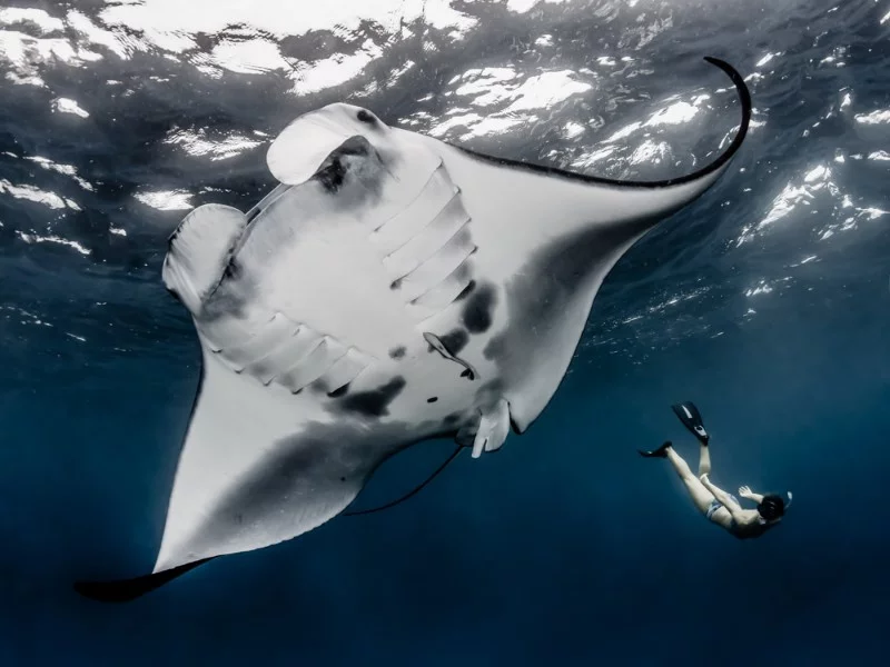 Фото по запросу Manta