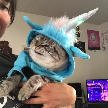 Тест про котов