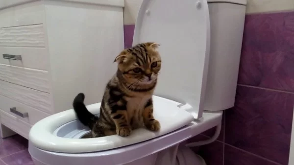 Уникальный турнир, который собрал множество наград! Только здесь можно посмотреть на разнообразных котиков находящихся в туалете! Приятного прохождения!