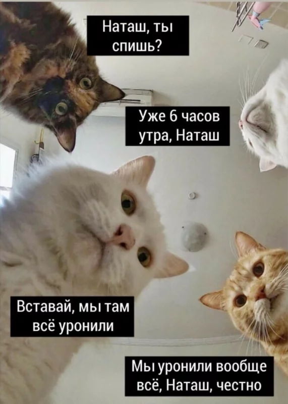 Котики, кстати, а вам не кажется что коты потихоньку захватывают мир? Котики, кстати, а вам не кажется что коты потихоньку захватывают мир?