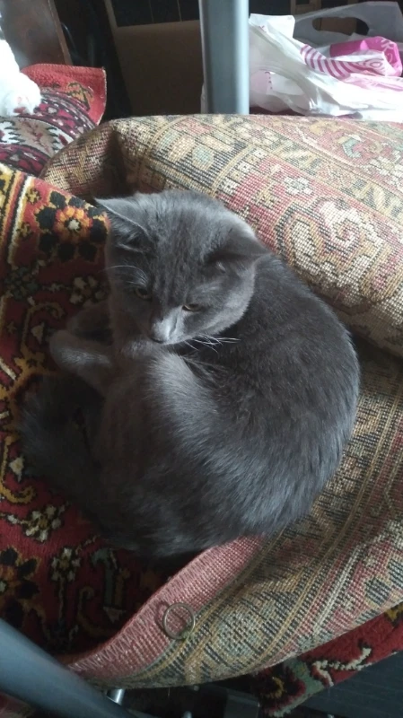Мурзик Мурзик
