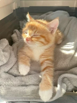 выбери самого лучшего и милого котика
