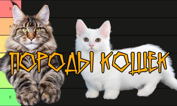 Какая порода кошек самая красивая? Расставь породы по своим местам и реши, какие из них достойны S-тирa, а какие отправятся в самый низ.