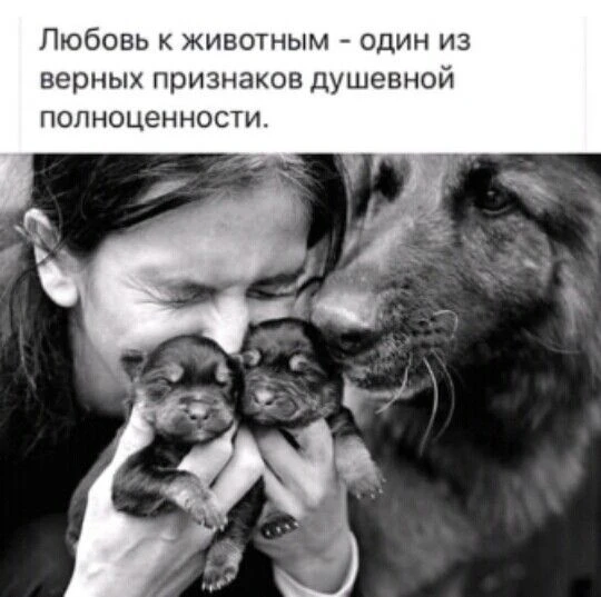 История о том почему животных я люблю больше, чем людей История о том почему животных я люблю больше, чем людей
