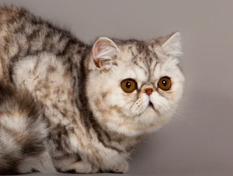 Какая кошка нравится вам?