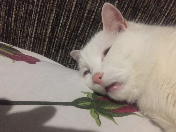Ну чисто объективное мнение моих ушей