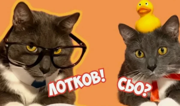 всем елки иголки и тут все нагло слизано с двух видео котийнет ладно не прям все