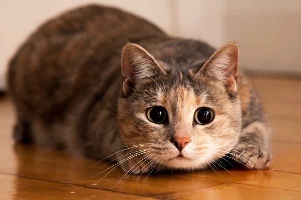 44 котенка