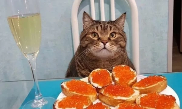 Подборка необычных животных, королей умиления, пушистых недоразумений, которые украдут ваши сердечки - отсутствуют домашние кошки и собаки мы их итак любим они вне конкуренции.