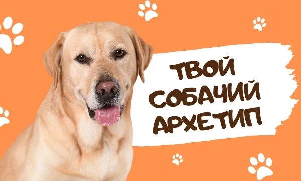 В этом тесте вам предстоит примерить роль пса. Отключите человеческий мозг и отвечайте так, как это сделал бы ваш пушистый друг. В результате вы узнаете, какой собакой вы были бы по моей типологии.