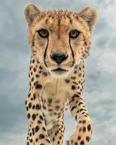 Гепардик 🥹❤️🐆 Гепардик 🥹❤️🐆