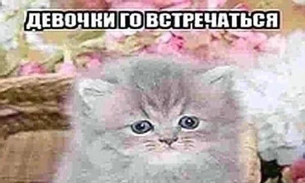 Выбираем по красоте, не основываясь на характере!!!!!