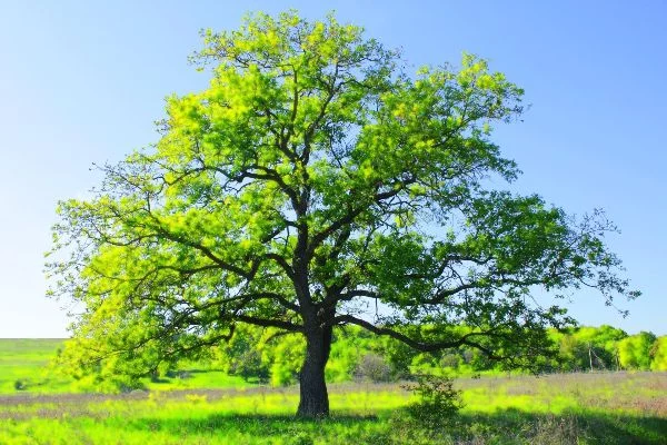 Удивительные деревья нашей планеты (фото)