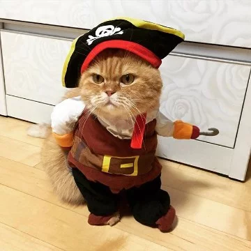 Кошки