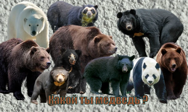 Сколько различных медведей существует. Наверно многие из нас задумывались, а если бы мы родились медведем то каким бы из них стали бы, бери чаёк и присаживайся поудобнее, тест вышел очень интересным!