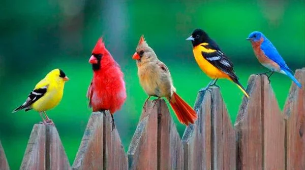 Картинки красивые птицы (35 фото)