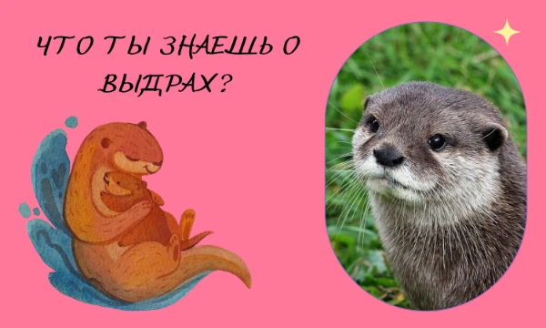 Такого теста не увидела. Но захотела его сделать. Есть тест как хорошо ты знаешь животных. Или тест Как хорошо ты знаешь котов Минхо? Просто отвечай на вопросы. Удачи~