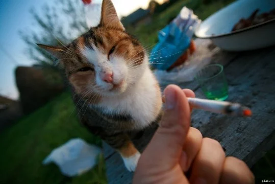 Курить это плохо, но котикам можно, у них девять жизней =)