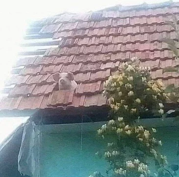 Легендарная ****** обратно