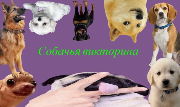 В данном тесте будут вопросы про определённые породы собак. Узнай, насколько ты разбираешься в них. Приятного прохождения!