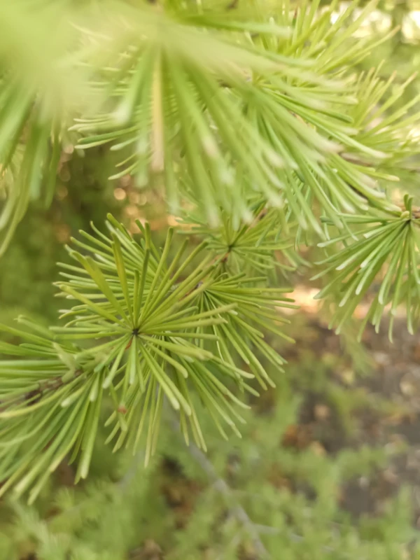 !🌲! !🌲!