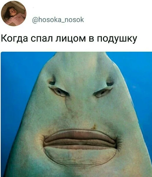 Жиза