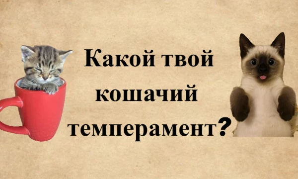 Ты- чувствительный котик-меланхолик, яркий котёнок-холерик или пушистый флегматик? А может быть, ты истинный кошачий сангвиник? Пройди этот тест и узнай!