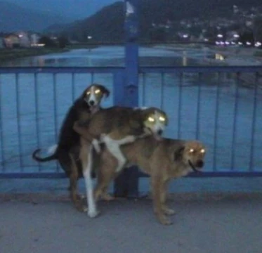 лучший песик